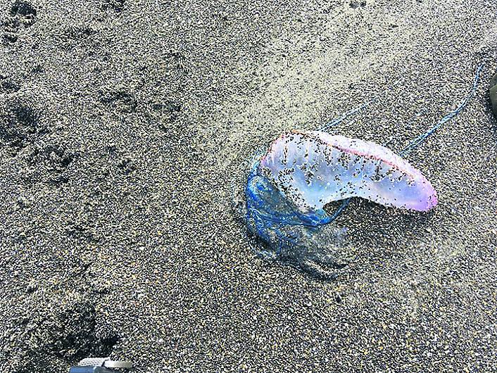 Deadly Portuguese jellyfish are returning to our beaches Image