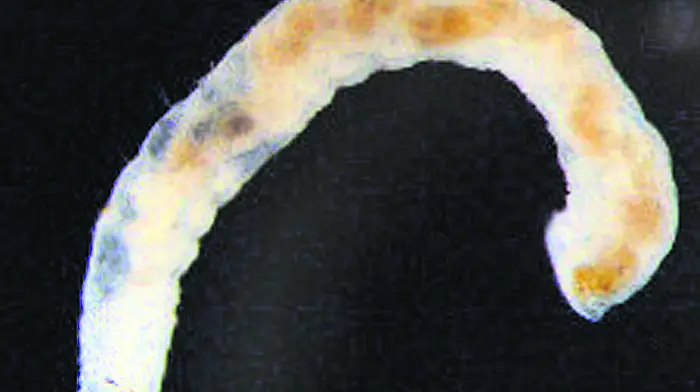 Irish Water says no more ‘white worms' in Carriagline supply Image