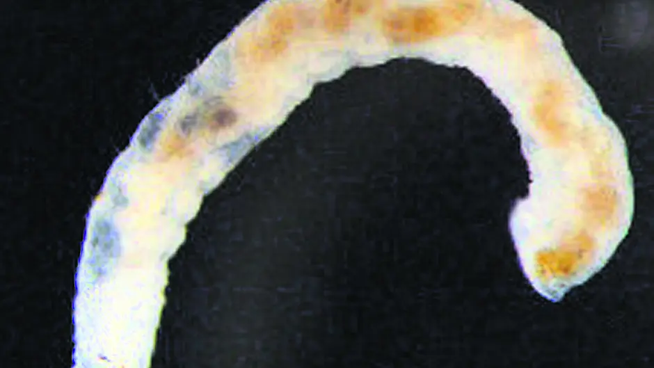 Irish Water says no more ‘white worms' in Carriagline supply Image
