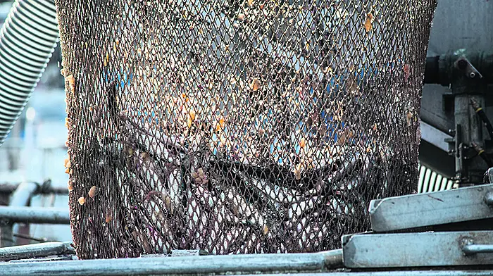 Seasonal herring fishery closed after small catches landed Image