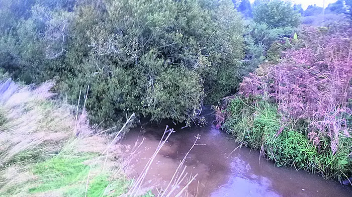 Pearl mussel habitat may be threatened Image