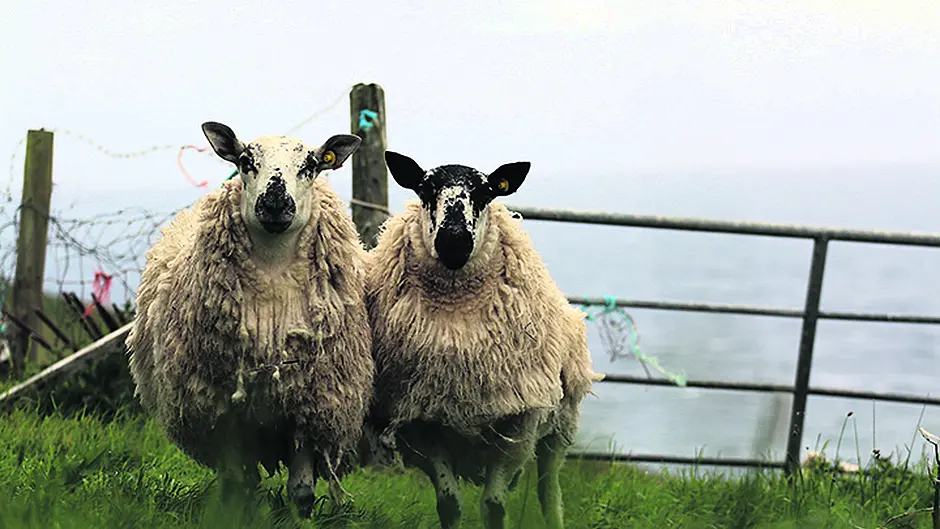 Sheep farmers are struggling financially and demand action Image