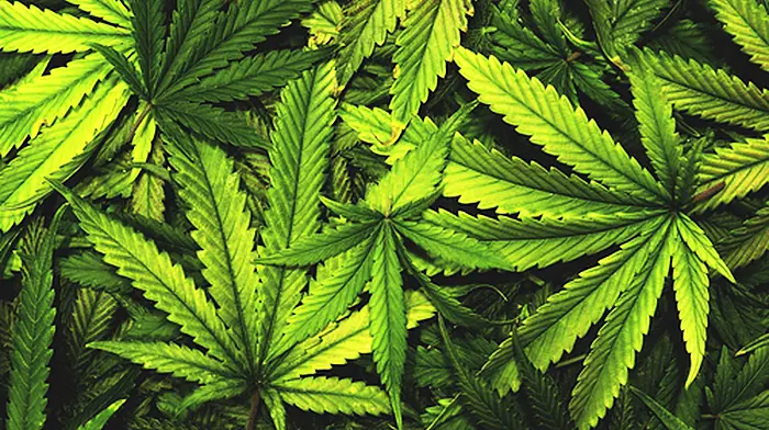 Man arrested after €14,400 worth of drugs seized in Skibbereen Image