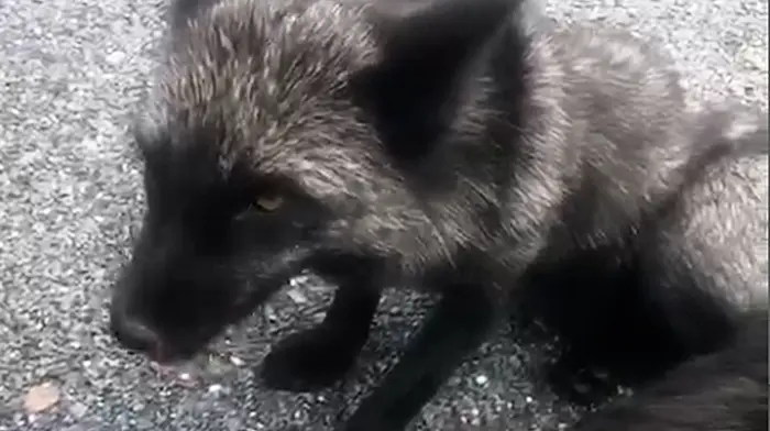 Rare silver fox spotted in Waterfall area of Cork Image