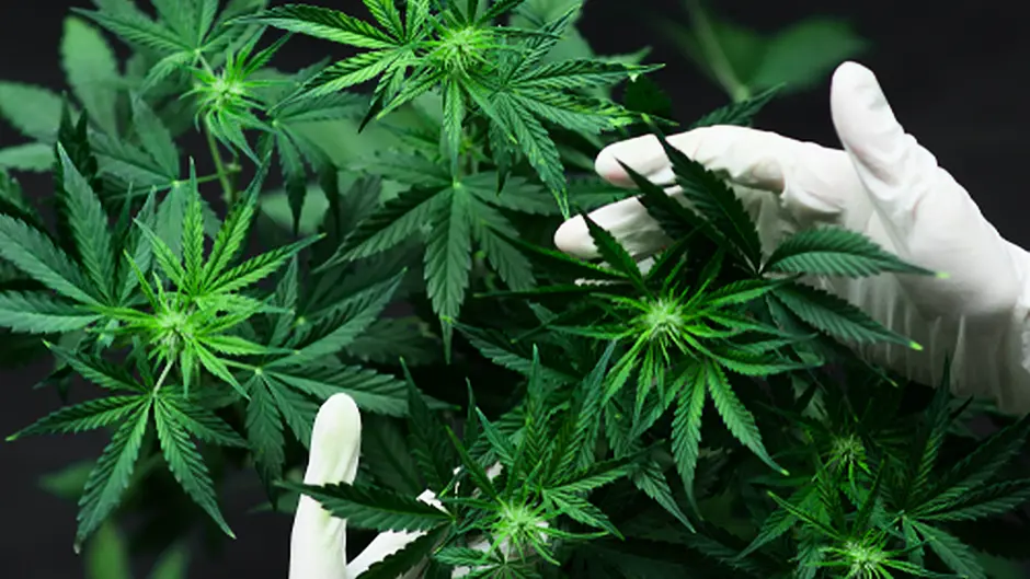 Men arrested as €20,000 of cannabis seized in Innishannon Image