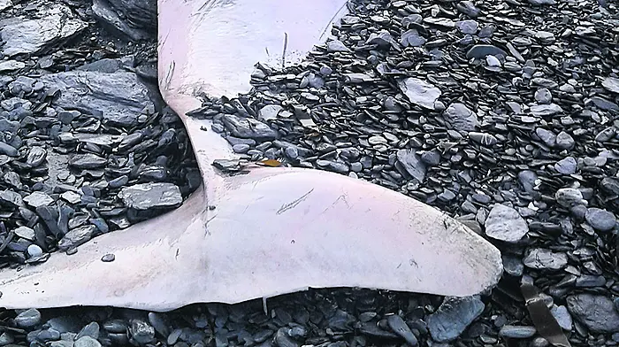 World’s deepest diving whale washes up on West Cork shore Image