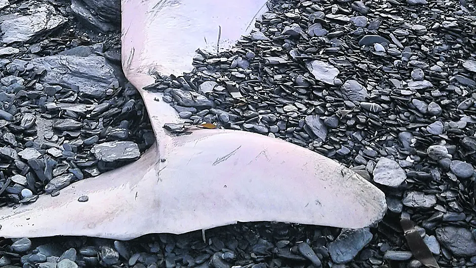 World’s deepest diving whale washes up on West Cork shore Image