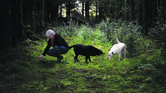Sink into forest bathing bliss Image