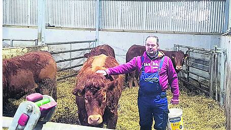 Best of bovine breeds in Beara Image
