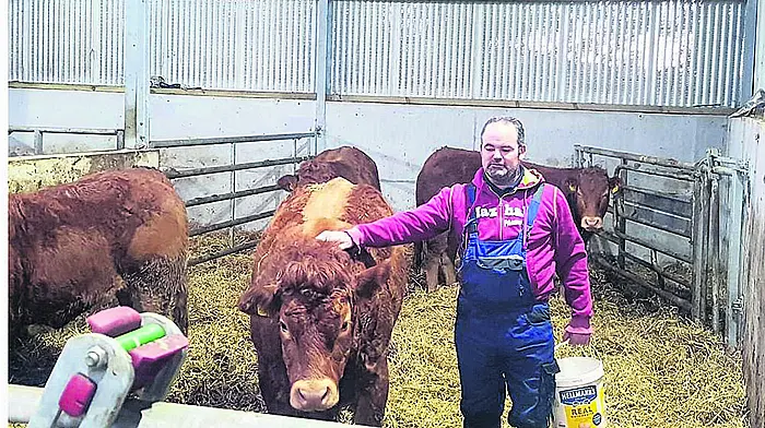 Best of bovine breeds in Beara Image