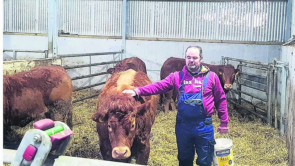 Best of bovine breeds in Beara Image