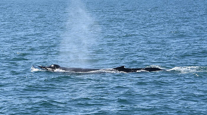 Lack of small fish driving whales away from West Cork Image