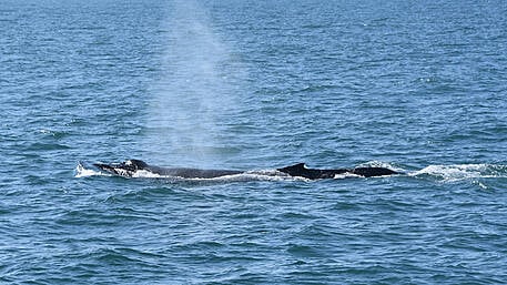 Lack of small fish driving whales away from West Cork Image