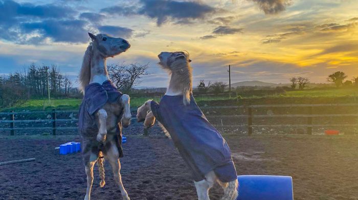 Saoirse Healy took this picture of two of the family's horses, \