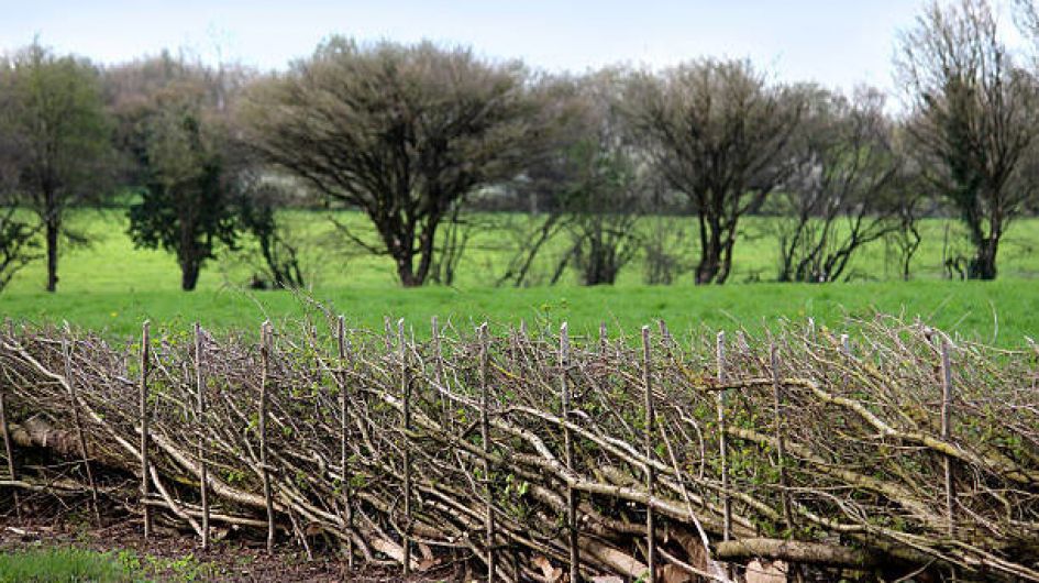 We must take better care of our hedges and trees Image