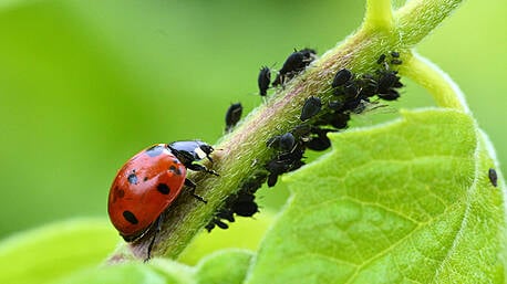 Natural defences – protecting your garden from pests Image