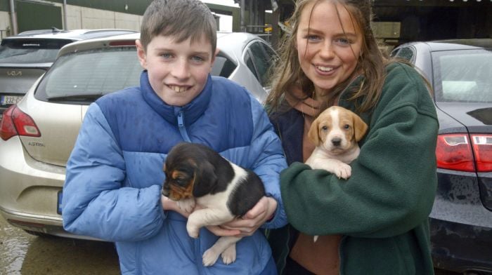 Cousins Darragh Hennessy and Laura Cullinane enjoying their Easter holidays with the newly arrived pocket beagle pups Max and Pluto at the Teagasc farm walk on the lands of John and Veronica Cullinane, Shanaway, Ballineen.   (Photo: Denis Boyle)