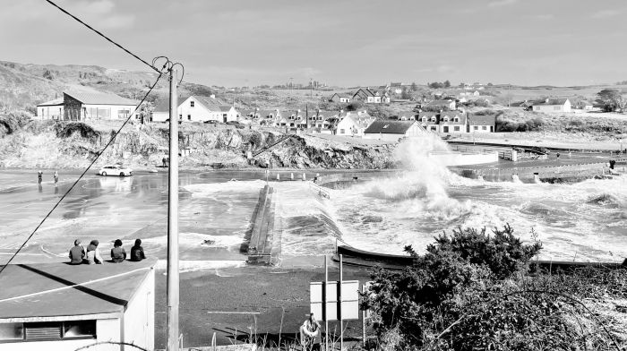 Power, trees and a seal among storm’s casualties Image