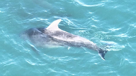 Dolphin’s Glandore birth a film ‘first’ Image