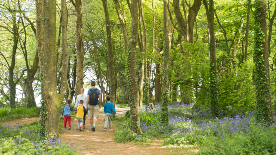 Bluebell Weekend will reveal stunning scenery Image