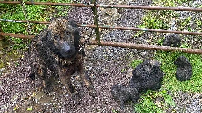 Mum and her puppies left to die beside gate Image