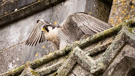 West Cork’s ‘Nestflix’ bird cams prove a small-screen hit with 30,000 views Image