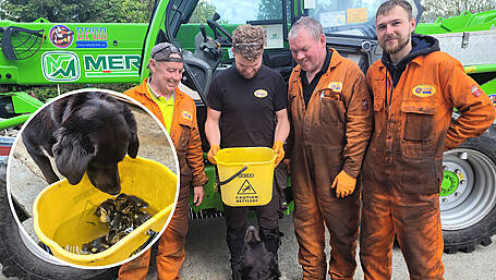 Firm’s dog Sparky alerts staff to eight oily ducklings Image
