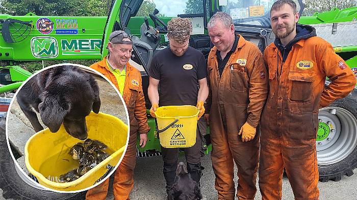 Firm’s dog Sparky alerts staff to eight oily ducklings Image