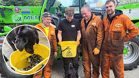 Firm’s dog Sparky alerts staff to eight oily ducklings Image