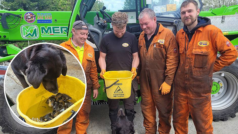 Firm’s dog Sparky alerts staff to eight oily ducklings Image