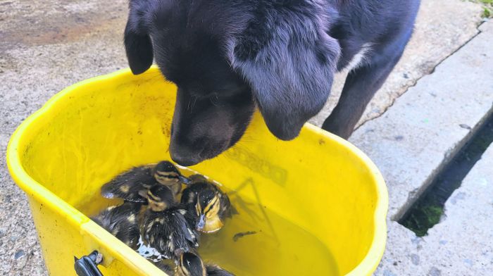 Sparky alerts staff to eight oily ducklings Image