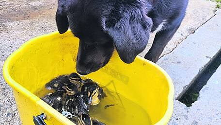 Sparky alerts staff to eight oily ducklings Image