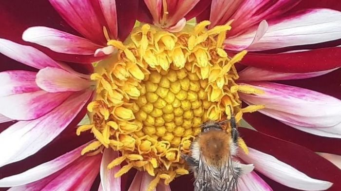 Molly Hull’s photo of a bee on a dahlia was the winning entry in the adult section in the Durrus biodiversity photo competition.