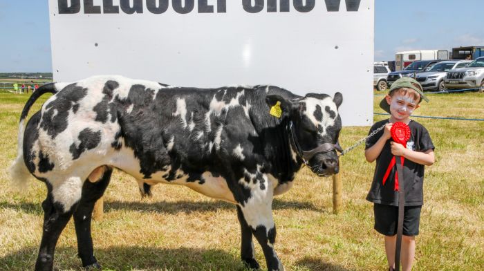 Five-year-old Daniel Lyons from Nohoval with his father’s Belguim Blue calf which got second place at the annual agricultural show in Belgooly.  (Photo: David Creedon)