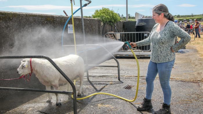 Clonakilty, Cork, Ireland. 09th June, 2024. Mandy Brennan from Kilmichael washing her Texal sheep at the annual agricultural show that was held in Clonakilty, Co. Cork. - Picture David Creedon