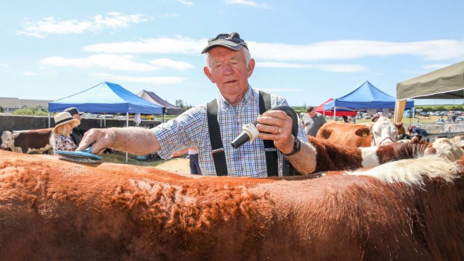 Dermot Mccarthy from Banteer brushes and dries his Hereford Bull for judging at the annual agricultural show that was held in Clonakilty. (Photo: David Creedon)