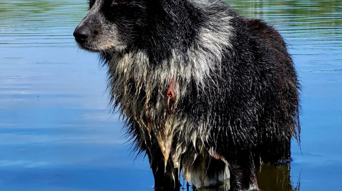 Eileen Lynch from Waterfall took this photo of a dog waiting patiently for the timber yawl boats to return from a race during the Gallyflash fun regatta which was held at Kilkern Lake last weekend.