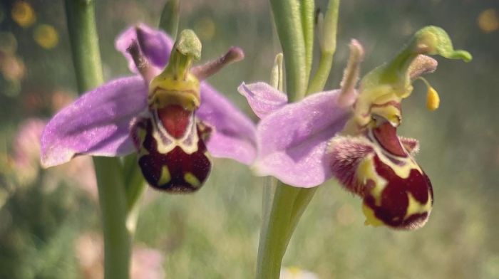 Rare ‘bee orchid’ spotted on the Mizen Peninsula Image
