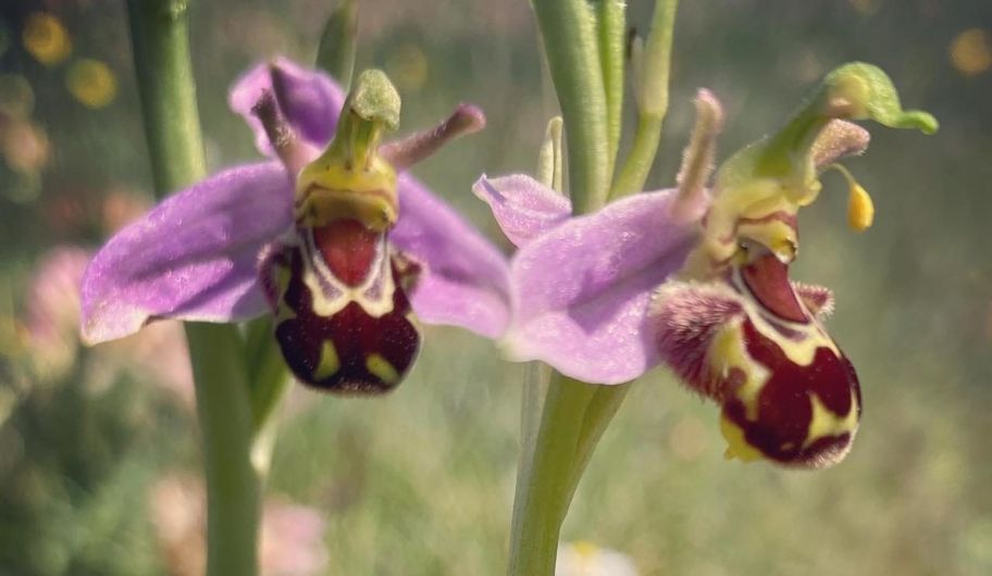 Rare ‘bee orchid’ spotted on the Mizen Peninsula Image