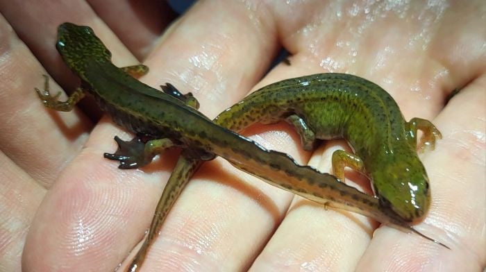 New newts found in West Cork delighting ecologists Image