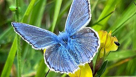 A West Cork wildlife watchlist Image