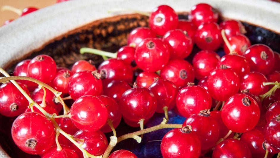 GARDENING: Summer sun is just the berries! Image