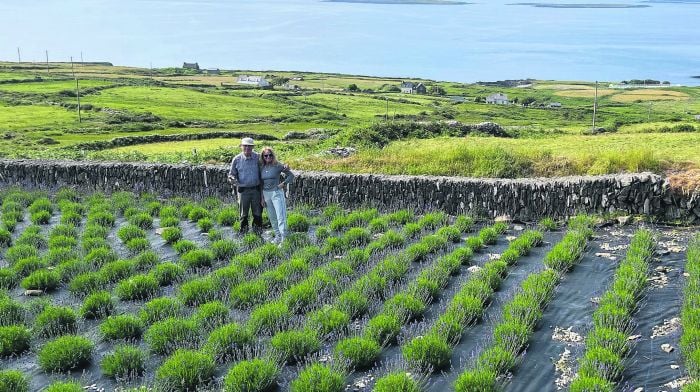 Cape Clear’s Lavender Festival will be a feast for the senses Image