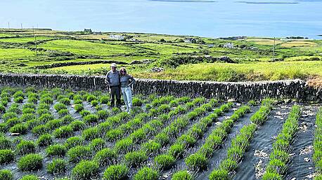 Cape Clear’s Lavender Festival will be a feast for the senses Image