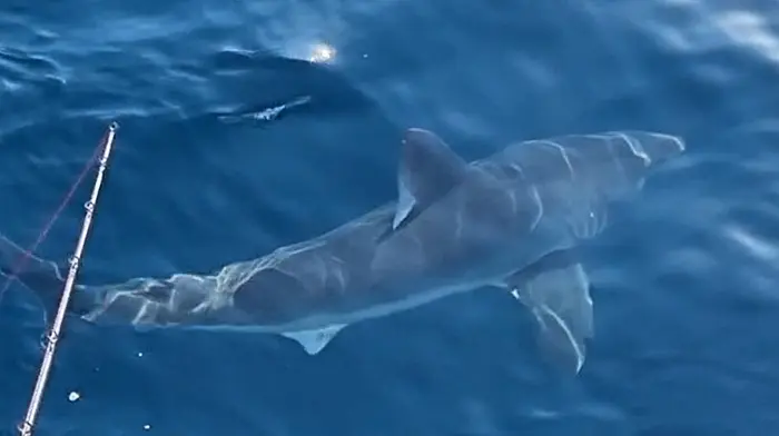 David Edwards on the Silver Dawn recently came across this Porbeagle shark about 50 miles off the Courtmacsherry coast.  One of the men onboard had previously cage-dived in South Africa and said that the shark was of the same size as the Great Whites he saw there.  Australian scientists out tagging Great Whites in Australia saw the footage online asked for more images as they also thought it was a Great White at first. Close ups confirmed it to be a Porbeagle, but massive, which shows that their protected status is paying dividends. Traditionally, the Porbeagle shark has been regarded as a game fish by recreational anglers and the meat and fins are highly valued which has led to a long history of intense exploitation. The National Oceanic and Atmospheric Administration (NOAA) has approached David to tag Blue Sharks for them as part of their research.