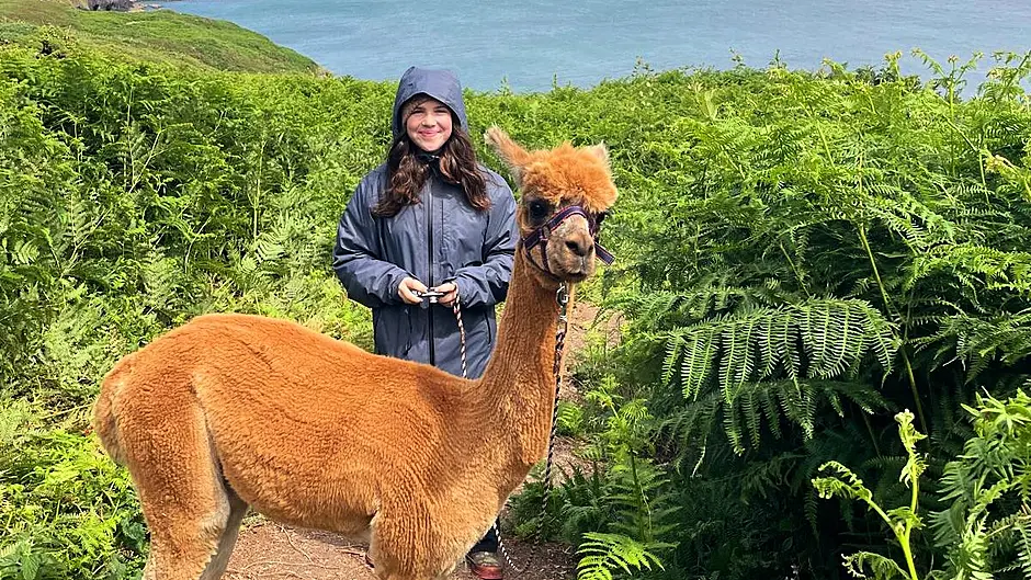 Isabella Coughlan, home from San Francisco to visit her grandparents and family in Ballineen, enjoyed walking an alpaca from Seaside Alpacas near Union Hall last week.