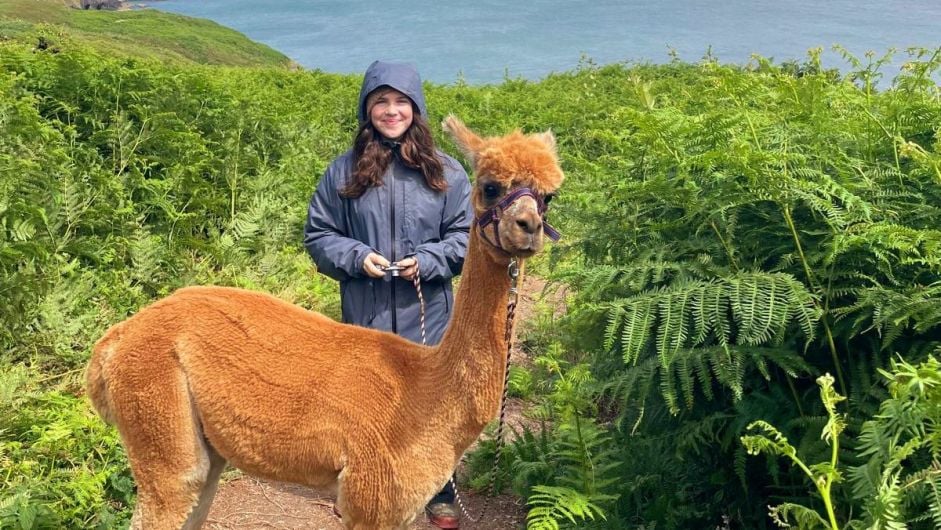 Isabella Coughlan, home from San Francisco to visit her grandparents and family in Ballineen, enjoyed walking an alpaca from Seaside Alpacas near Union Hall last week.