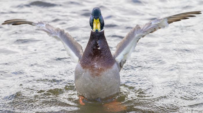 WILDLIFE: Ducking and diving in West Cork Image