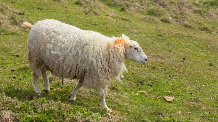 ICSA hits out at sheep price cuts Image