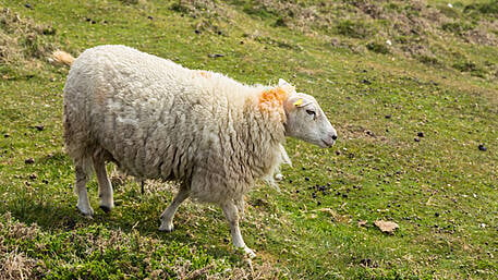 ICSA hits out at sheep price cuts Image